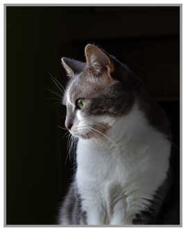 Elle adore rester devant la fenêtre