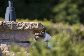 un chat qui nous surveille