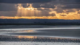 les oiseaux des rayons