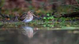 Reflet de la cousine