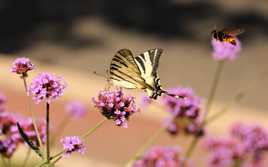 La guêpe et le papillon