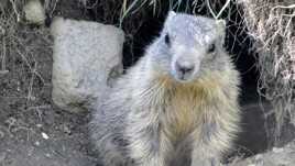 Marmotton sur le seuil de son terrier