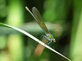 La libellule