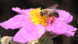 Le festin de l'abeille