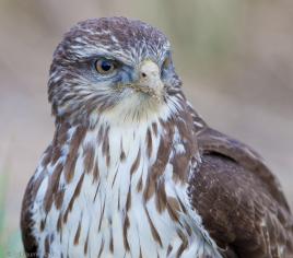 Buse variable