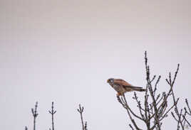 Sur mon arbre perché