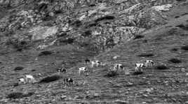 Nature monochrome (24)