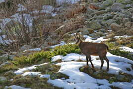 Un Chamois, paraissant soudain.