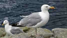 Sur les côtes Bretonne