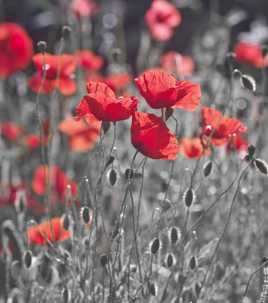 Coquelicots