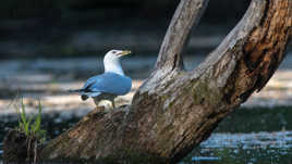 Goéland a bec cerclé
