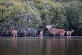 Le Caruso de l'étang
