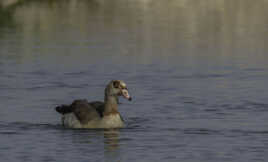 Sérénité flottante