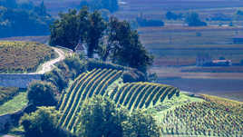 Vignobles de Saint-Émilion (1)