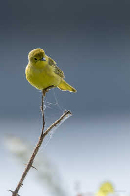 je ne suis pas un canari.