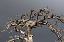 Je suis un Cedrus atlantica, je suis toujours là.