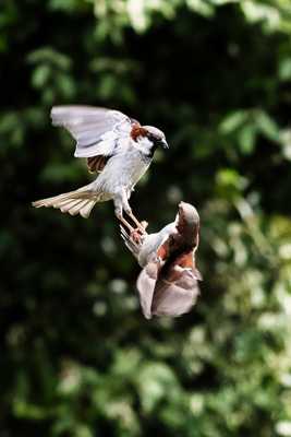 Combat en plein ciel