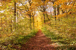 De l'or dans la forêt