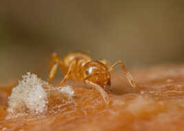 Oh!!, une barbapapa!!