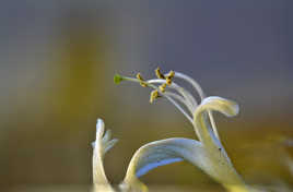 Chorégraphie végétale