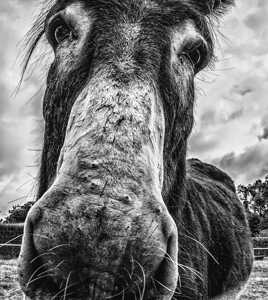 coupe bonnet et chicos
