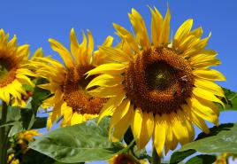 y a du soleil bip bip...