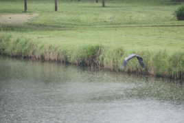 LE HERON