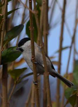 mésange monette