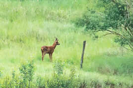 Curieuse? Attentive?