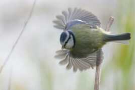 Mésange bleue