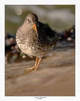 Bécasseau violet sur lumière matinale