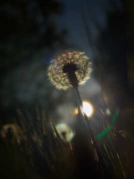 Pissenlit du Soir