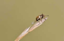 P'tite bête indéterminée