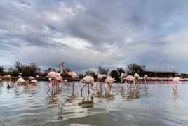 Flamants roses