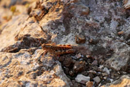 Sauterelle au coucher du soleil