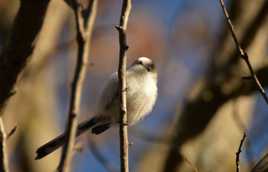 Mésange à longue-queue