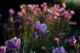 Fleurs du soir