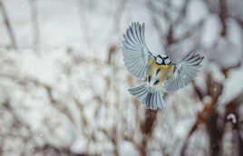 Vol à travers la neige