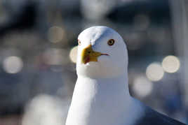 Non, je ne m'appelle pas Jonathan le goéland