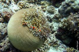 En sortant de l'Anémone...