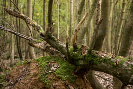 Dans la forêt des Carnutes...