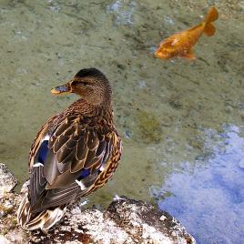 Mais comment si prendre, quand on est dans l'eau !