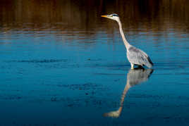 Les salins de Hyères