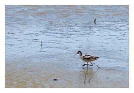 Avocette