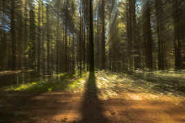 Attention y a un arbre !!