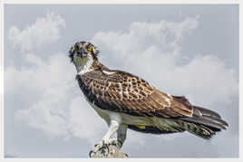 Balbuzard pêcheur Pandion haliaetus - Western Osprey