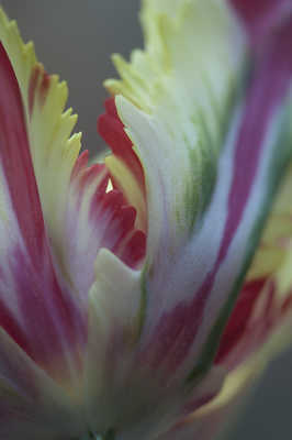 fantaisie d'une tulipe