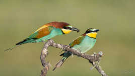 Un cadeau pour madame