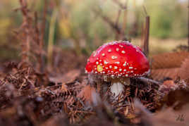 Amanita muscaria