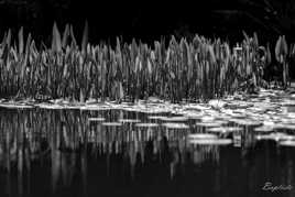 Nenufar et pH neutre